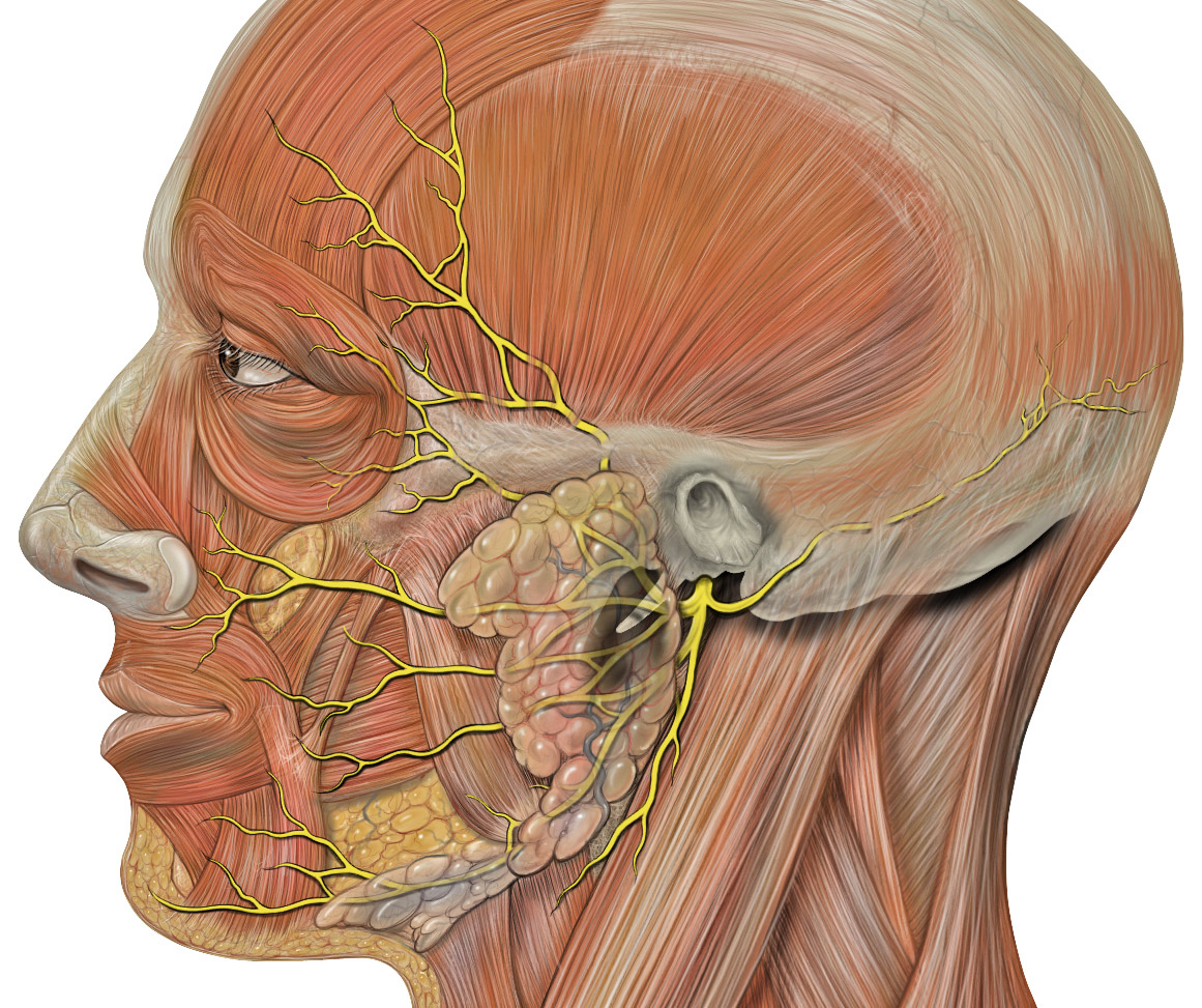 Distúrbios da glândula salivar - Distúrbios do ouvido, nariz e