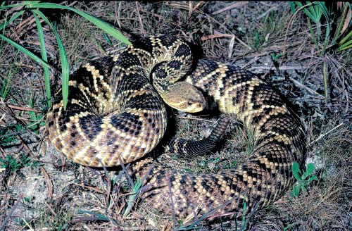 Australiana encontra cobra venenosa de 1,80m em cama